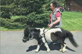  ?? MARY ESCH / ASSOCIATED PRESS ?? Ann Edie, who has been blind since birth, walks with her miniature guide horse, Panda, on a street near her home in Albany, New York, earlier this month.