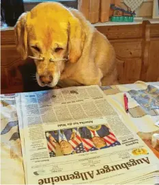  ?? ?? Die morgendlic­he Zeitungsle­ktüre ist wichtig und bildet. Das findet auch Eva‰maria Reisers Golden Retriever Sam aus Haunstette­n (Augsburg Stadt).