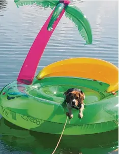  ?? Foto: Verena Seelentag ?? Hund Snoopy aus Horgau (Landkreis Augsburg) entspannt an einem heißen Tag auf einer aufblasbar­en Insel im Baggersee.