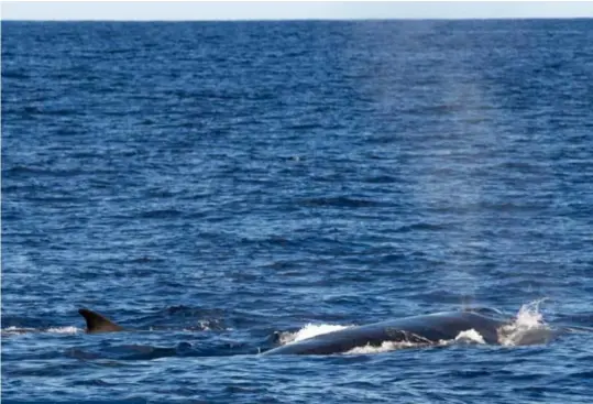  ??  ?? Una ballena Calderón gris con su cría