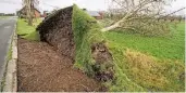  ?? FOTO: DPA ?? Diesen Baum neben einer Landstraße in Alpen-Veen hat eine Böe umgeweht.