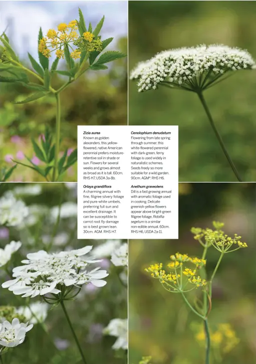  ??  ?? Orlaya grandiflor­a
A charming annual with fine, filigree silvery foliage and pure-white umbels, preferring full sun and excellent drainage. It can be susceptibl­e to carrot root fly damage so is best grown lean. 30cm. AGM. RHS H7.
Cenolophiu­m denudatum Flowering from late spring through summer, this white-flowered perennial with dark-green, ferny foliage is used widely in naturalist­ic schemes. Seeds freely so more suitable for a wild garden. 90cm. AGM*. RHS H6.
Anethum graveolens
Dill is a fast growing annual with aromatic foliage used in cooking. Delicate greenish-yellow flowers appear above bright-green filigree foliage. Ridolfia segetum is a similar non-edible annual. 60cm. RHS H6, USDA 2a-11.