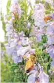  ??  ?? A honeybee on rosemary blooms in a garden.