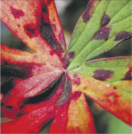  ??  ?? Save geraniums from powdery mildew by spraying them with garden sulphur — and don’t let them get overcrowde­d.