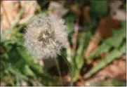  ?? DEAN FOSDICK VIA AP ?? The fluffy white ball of a mature dandelion taken near New Market, Va., shows the seeds ready to scatter and colonize disturbed soil. Weeds have a tendency to flower quickly, produce vast quantities of seeds and some have adaptation­s for travel by...
