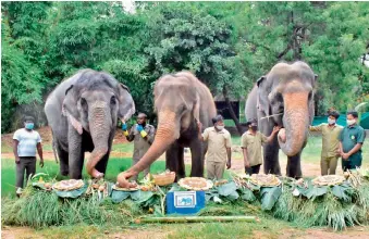  ??  ?? Rani (centre) dips into Rajni’s cake after discoverin­g that her cake was ‘laced’ with medicines, the smell of which she just does not like, in Nehru Zoological Park in Hyderabad on Wednesday.