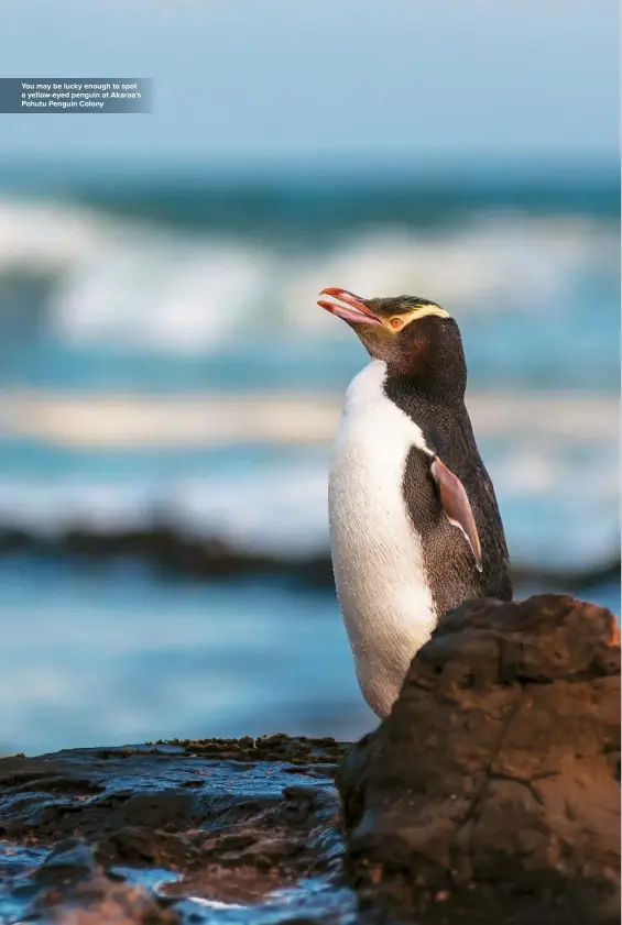  ??  ?? You may be lucky enough to spot a yellow-eyed penguin at Akaroa’s Pohutu Penguin Colony