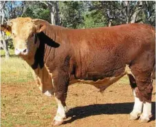  ?? PHOTO: CONTRIBUTE­D ?? UP FOR GRABS: Braelyn Unique K130 Lot 52 will be on sale at the Toowoomba Beef Expo Spring Classic Sale.