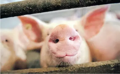  ?? Dpa-ArchivBILD: Schuldt ?? Die Branche der Schweineha­lter schlägt Alarm: Viele niedersäch­sische Betriebe denken wegen der hohen Kosten und des deutlich gesunkenen Absatzes ans Aufhören.