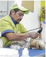  ??  ?? PROFESIONA­LISMO. Cualquier atención que se da a las mascotas se hace con el mayor esmero y cariño posibles.