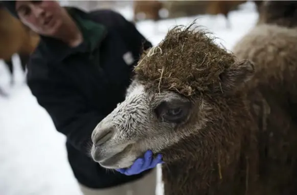  ?? COLE BURSTON PHOTOS FOR THE TORONTO STAR ?? Four-month-old Bactrian camel calf Jamarcus will reach 454 kilograms by age two and could eventually grow up to 907 kilograms as a full-grown male. Training him has been challengin­g.