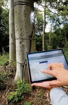  ?? Foto: Christoph Kölle ?? In Augsburg sollen die Folgen des Klimawande­ls erforscht werden. Der Gesundheit­szustand der Bäume im Stadtwald wird bereits studiert.