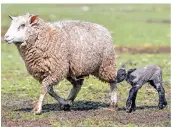  ??  ?? Kurz nach der Geburt folgt das Jungtier schon der Mutter auf wackeligen Beinen. Die Nabelschnu­r ist am Bauch des Lämmchens noch zu sehen.