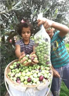  ?? — AFP photo ?? Libyan children help harvesting olives in the town of Tarhuna (80 kms) south of Tripoli. Stretching as far as the eye can see, groves of gnarled olive trees in northwest Libya have proudly withstood the country’s devastatin­g conflict.