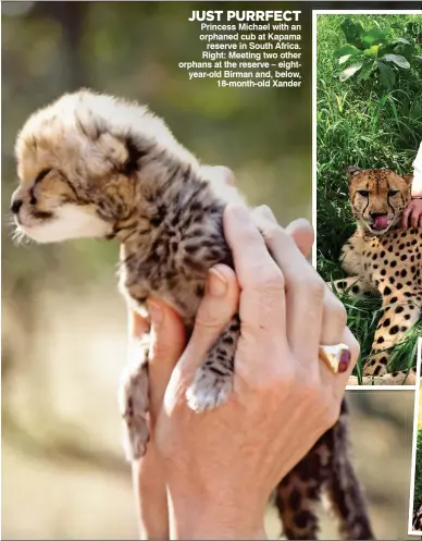  ??  ?? JUST PURRFECT Princess Michael with an orphaned cub at Kapama reserve in South Africa. Right: Meeting two other orphans at the reserve – eightyear-old Birman and, below, 18-month-old Xander