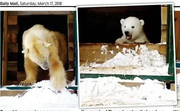  ??  ?? Prep: Mum creates a snow ramp I’m comin coming! ! The cub c b pokes its head up p Wary: Wa It ventures out of the den