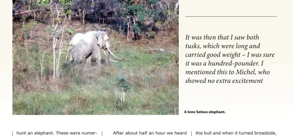  ??  ?? A lone Selous elephant.