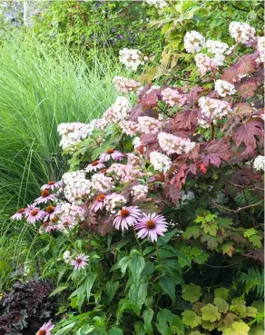  ??  ?? Liebreizen­des Stelldiche­in Mit ineinander verschlung­enen Blüten gehen Sonnenhut und Hortensie eine romantisch­e Liaison ein.