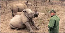  ??  ?? KZN wildlife vet Dave Cooper with some of his beloved rhinos.