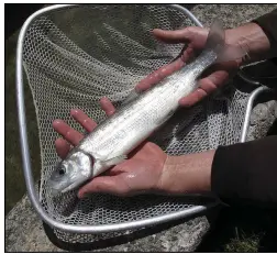  ?? (File Photo/aP/Mary Esch) ?? An adult lake herring is displayed June 4, 2013, at the U.S. geological Service’s tunison Laboratory of aquatic Science.