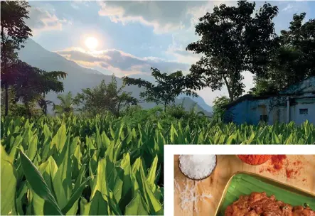  ??  ?? Haldi fields outside Coimbatore; (below) nadan kozhi peralan is a popular Kongunadu dish served at Savya Rasa.