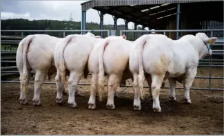  ?? Ref: RH23042405­2 ?? Charolais bulls Thrunton Tonto, Topcat, Talisman and Trouper are heading to the upcoming May Bull Sale at Stirling and Carlisle