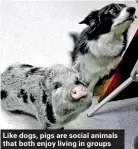  ??  ?? Like dogs, pigs are social animals that both enjoy living in groups