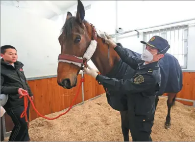  ?? FENG YONGBIN / CHINA DAILY ?? Vesuve de Brekka, the horse given to President Xi Jinping as a state gift by French President Emmanuel Macron during his visit to China from Monday to Wednesday, is said to be in “perfect health” and in the care of veterinari­ans and breeders.