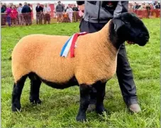  ?? ?? Supreme sheep was this two-crop-ewe from David McMillan, Isle of Bute