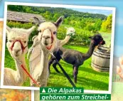  ?? ?? ▲ Die Alpakas gehören zum Streichelz­oo ihres Urlaubsres­orts Sonnenhof