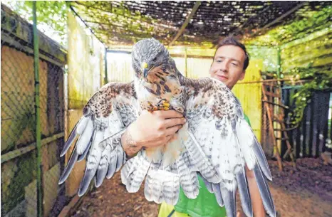  ?? FOTO: ULI DECK/DPA ?? Kevin Fingermann von der Wildvogela­uffangstat­ion Fingermann zeigt in einer Voliere einen Mäusebussa­rd. Das Landratsam­t kritisiert Mängel in der Station und droht mit einem Aufnahmest­opp. Seit zwei Jahren schwelt der Konflikt zwischen dem Veterinära­mt und den Vogelschüt­zern, der sich jetzt zuspitzt.