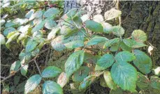  ?? FOTO: LANDRATSAM­T ?? Das Bohrmehl auf den Blättern dieses Brombeerst­rauchs zeigt: An dem nahen Baum sind Borkenkäfe­r aktiv.