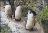  ?? PICTURES: RICHARD PONTER. ?? SHOULDER PERCH: Top, Flamingo Land Resort chief executive Gordon Gibb comes face to face with a lemur as the annual stocktake is carried out behind closed doors; above left, a giraffe in its enclosure; above right, Humboldt penguin chicks out for a stroll.