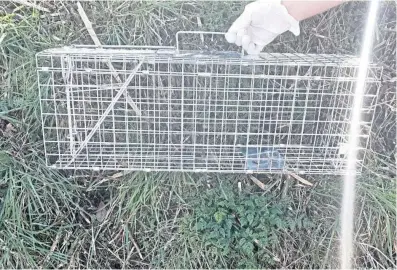  ??  ?? The SSPCA said traps and snares must be checked every 24 hours.