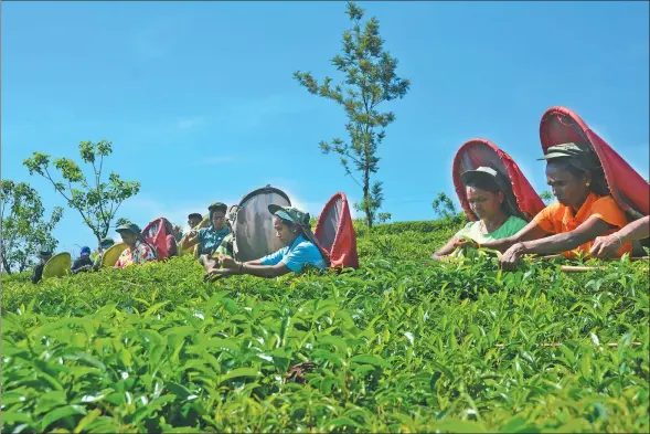  ?? PROVIDED BY VISHWAMITH­RA KADURUGAMU­WA ?? Tea pickers toil in the sun at Kahawatte Plantation­s in Ratnapura, in Sri Lanka’s central highlands.