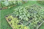  ?? ?? A square-foot garden can produce high yields in small spaces.