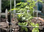  ?? JESSICA DAMIANO VIA AP ?? Tomatoes and basil make wonderful (garden) bedfellows, as basil discourage­s certain insects from attacking tomatoes, and may even help improve their flavor.