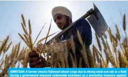  ?? — AFP ?? AMRITSAR: A farmer checks flattened wheat crops due to strong wind and rain in a field during a government-imposed nationwide lockdown as a preventive measure against the COVID-19 coronaviru­s, on the outskirts of Amritsar yesterday.