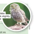  ??  ?? Chunky little owls look slightly outraged