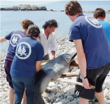  ??  ?? ‘Every year, we record dozens of injured marine animals but we don’t have the infrastruc­ture to treat them,’ says Anastasia Miliou.