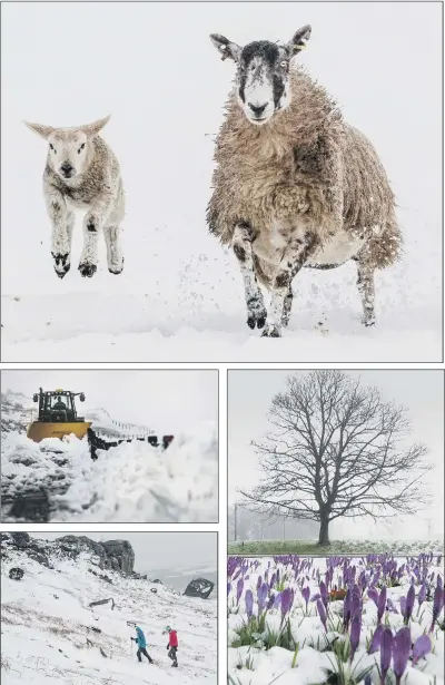  ?? PICTURES: PA WIRE/JONATHAN GAWTHORPE/ BRUCE ROLLINSON ?? WINTER WONDERLAND: Clockwise from top, sheep and lambs running in the snow on a farm in Bainbridge in North Yorkshire after the morning’s snowfall yesterday; Crocuses in the snow at Roundhay Park, Leeds; Walkers at the famous Cow and Calf Rocks in Ilkley; A JCB busy clearing heavy snowfall from Cliff Gate Road near Thwaite, in the Yorkshire Dales.