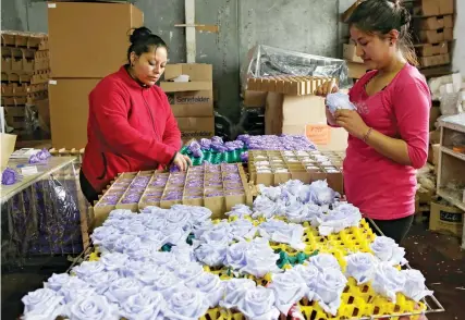  ?? AP ?? Lorena Silva, right, and Patricia Cordova put the final touches on roses that were chemically-treated to change their colours and preserve them at the flower farm Sisapamba in Tabacundo, Ecuador.