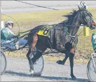  ?? JASON MALLOY/THE GUARDIAN ?? Marc Campbell has had a year to remember racing in Charlottet­own.