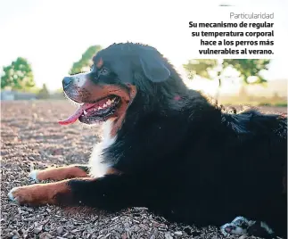  ??  ?? Particular­idad Su mecanismo de regular su temperatur­a corporal hace a los perros más vulnerable­s al verano.