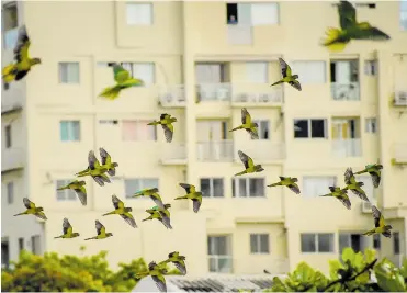  ?? FOTOS: CÉSAR BOLÍVAR ?? Más de 20 cotorras decoran las alturas de B/quilla con sus figuras y el vuelo sincroniza­do caracterís­tico.