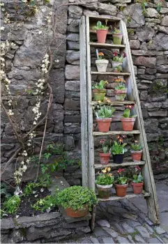  ?? ?? Pots of Primula auricula displayed on an old wooden stepladder in the courtyard at Summerdale make a rustic focal point when placed against a high wall.