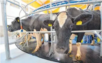  ?? FOTO: DPA ?? Im geplanten Milchpark Hahnennest sollen die Kühe in einem Melkkaruss­ell gemolken werden.