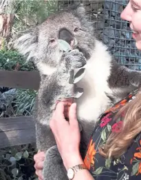  ??  ?? Hold and feed a koala at the Gorge Wildlife Park. This one is named Chloe.