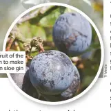  ??  ?? Use the fruit of the blackthorn to make your own sloe gin