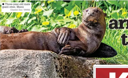  ?? Chester Zoo / SWNS ?? ● Three-year-old male giant otter, Manú